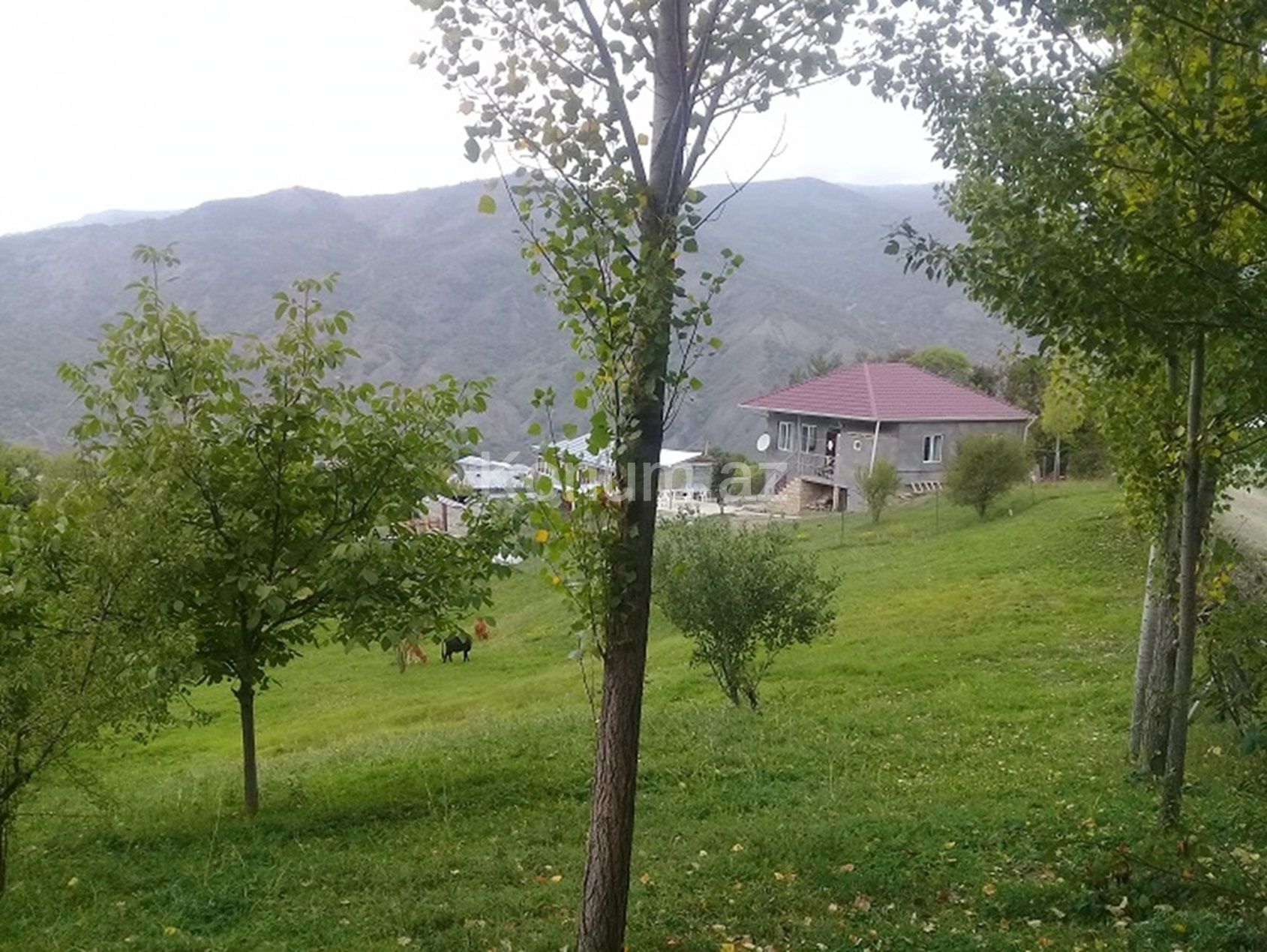 16 sot - İsmayıllı - satılır — foto 2