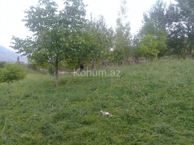 16 sot - İsmayıllı - satılır — foto 11