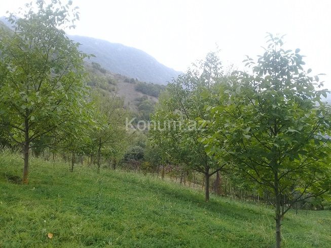 16 sot - İsmayıllı - satılır — foto 13